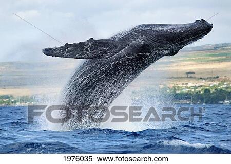 Hawaii, Maui, Humpback Whale Breaching With Island In The Background. View Large Photo Image Stock Photography - Hawaii, Maui, Humpback Whale Breaching With Island In The Background.. Fotosearch