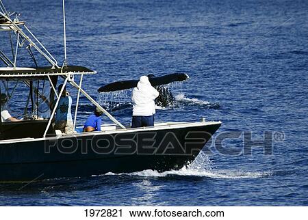 Stock Image - Hawaii, Maui, Humpback Whale Fluking Its Tail, Dan R. Salden, Ph. D, Of The Hawaii Whale Research Foundation.. Fotosearch