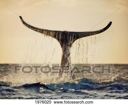 Stock Image - Hawaii, Maui, Humpback Whale Fluking Its Tail In Golden Sunset.. Fotosearch