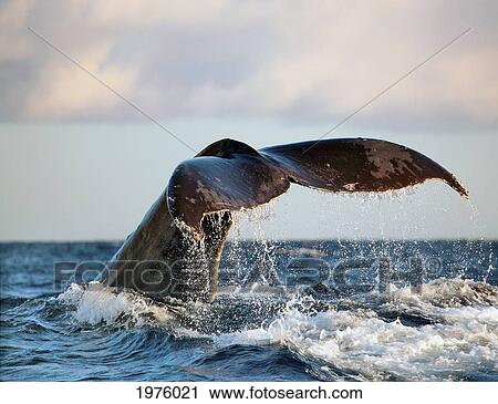 Stock Image - Hawaii, Maui, Humpback Whale Fluking Its Tail.. Fotosearch