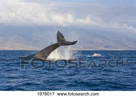Hawaii, Maui, Humpback Whale Fluking Its Tail. View Large Photo Image Stock Photo - Hawaii, Maui, Humpback Whale Fluking Its Tail.. Fotosearch