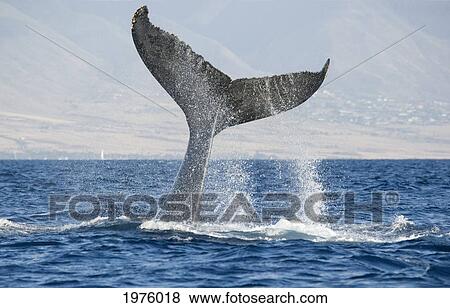 Stock Photo - Hawaii, Maui, Humpback Whale Fluking Its Tail.. Fotosearch