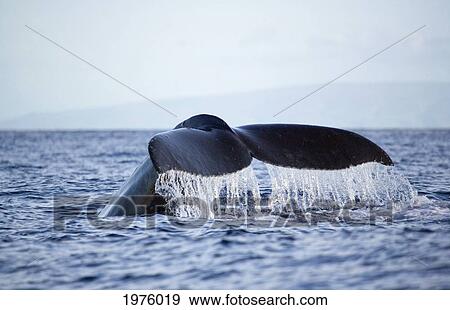 Hawaii, Maui, Humpback Whale Fluking Its Tail. View Large Photo Image Stock Photo - Hawaii, Maui, Humpback Whale Fluking Its Tail.. Fotosearch