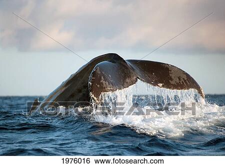 Stock Photograph - Hawaii, Maui, Humpback Whale Fluking Its Tail.. Fotosearch
