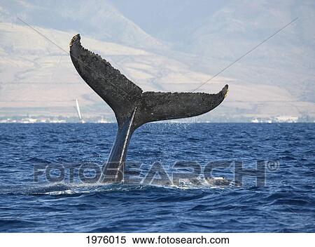 Hawaii, Maui, Humpback Whale Fluking Its Tail. View Large Photo Image Stock Photography - Hawaii, Maui, Humpback Whale Fluking Its Tail.. Fotosearch