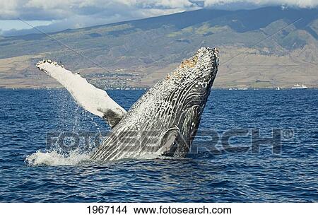 Picture - Hawaii, Maui, Humpback Whale (Megaptera Novaeangliae) Breaching Off Shore.. Fotosearch