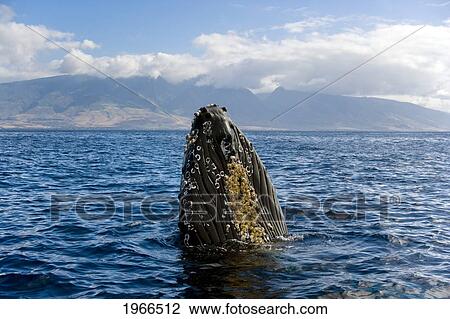Stock Image - Hawaii, Maui, Humpback Whale (Megaptera Novaeangliae) Off Coastline, Head Above Surface.. Fotosearch