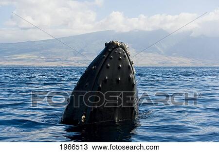 Hawaii, Maui, Humpback Whale (Megaptera Novaeangliae) Off Coastline, Head Above Surface. View Large Photo Image Stock Image - Hawaii, Maui, Humpback Whale (Megaptera Novaeangliae) Off Coastline, Head Above Surface.. Fotosearch
