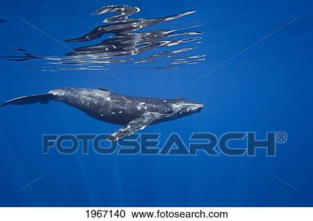Stock Image - Hawaii, Maui, Humpback Whale (Megaptera Novaeangliae) Underwater.. Fotosearch