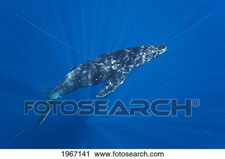 Hawaii, Maui, Humpback Whale (Megaptera Novaeangliae) Underwater. View Large Photo Image Stock Image - Hawaii, Maui, Humpback Whale (Megaptera Novaeangliae) Underwater.. Fotosearch