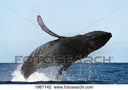 Hawaii, Maui, Humpback Whale (Megaptera Novaeangliae) Breaching. View Large Photo Image Stock Image - Hawaii, Maui, Humpback Whale (Megaptera Novaeangliae) Breaching.. Fotosearch