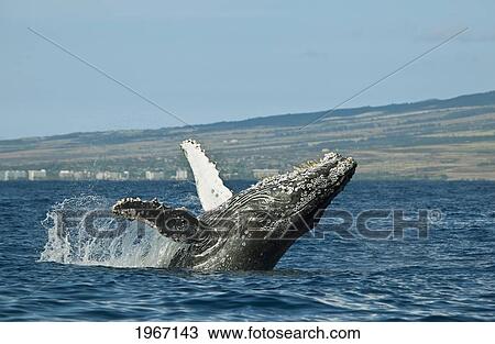 Hawaii, Maui, Humpback Whale (Megaptera Novaeangliae) Breaching Off Shore. View Large Photo Image Stock Image - Hawaii, Maui, Humpback Whale (Megaptera Novaeangliae) Breaching Off Shore.. Fotosearch