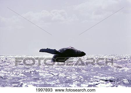 Stock Image - Hawaii, Maui, Humpback Whale (Megaptera Novaeangliae) Breaches, Shimmery Ocean A95B. Fotosearch