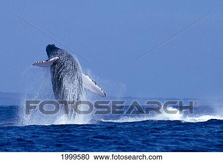 Stock Image - Hawaii, Maui, Humpback Whale (Megaptera Novaeangliae) Breaching C2024. Fotosearch