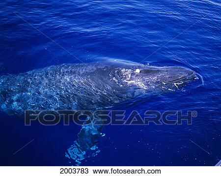 Hawaii, Maui, Humpback Whale (Megaptera Novaeangliae) About To Surface, View Above View Large Photo Image Stock Image - Hawaii, Maui, Humpback Whale (Megaptera Novaeangliae) About To Surface, View Above. Fotosearch