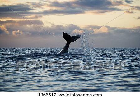 Stock Photo - Hawaii, Maui, Humpback Whale (Megaptera Novaeangliae), Tail Fin Splashing Out Of Ocean.. Fotosearch
