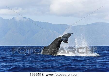 Stock Photo - Hawaii, Maui, Humpback Whale (Megaptera Novaeangliae), Tail Fin Splashing Out Of Ocean.. Fotosearch