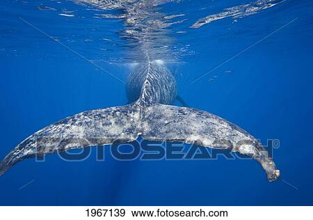 Hawaii, Maui, Humpback Whale (Megaptera Novaeangliae), View From Behind Of Tail Fluke. View Large Photo Image Stock Photo - Hawaii, Maui, Humpback Whale (Megaptera Novaeangliae), View From Behind Of Tail Fluke.. Fotosearch