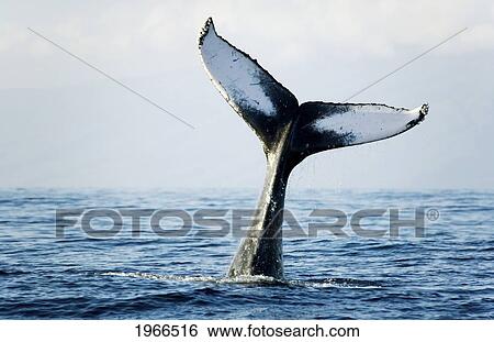 Stock Photograph - Hawaii, Maui, Humpback Whale (Megaptera Novaeangliae) Tail Fin.. Fotosearch