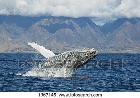 Stock Photography - Hawaii, Maui, Humpback Whale (Megaptera Novaeangliae) Breaching Off Shore.. Fotosearch