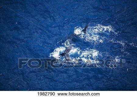 Stock Image - Hawaii, Maui, Humpback Whales, Aerial View.. Fotosearch