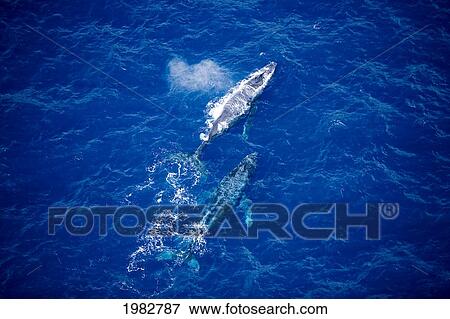 Hawaii, Maui, Humpback Whales, Aerial View. View Large Photo Image Stock Photo - Hawaii, Maui, Humpback Whales, Aerial View.. Fotosearch