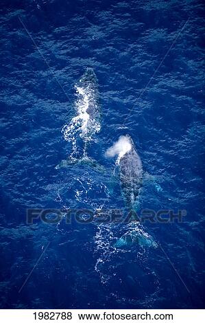 Hawaii, Maui, Humpback Whales, Aerial View. View Large Photo Image Stock Photo - Hawaii, Maui, Humpback Whales, Aerial View.. Fotosearch
