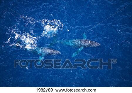 Stock Photo - Hawaii, Maui, Humpback Whales, Aerial View.. Fotosearch