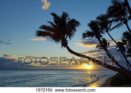 Hawaii, Maui, Hyatt Regency Resort, Kaanapali Beach, View Of Palm Trees Over Ocean At Sunset. View Large Photo Image Stock Photography - Hawaii, Maui, Hyatt Regency Resort, Kaanapali Beach, View Of Palm Trees Over Ocean At Sunset.. Fotosearch