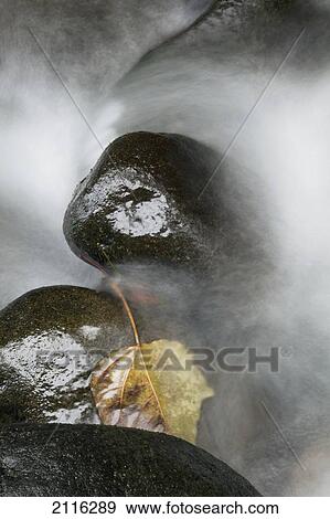 Hawaii, Maui, Iao River Valley waterfall. View Large Photo Image Stock Photo - Hawaii, Maui, Iao River Valley waterfall.. Fotosearch