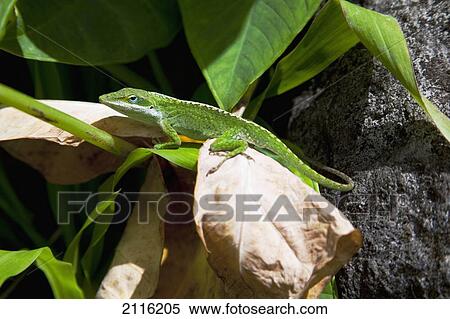 Hawaii, Maui, Iao Valley, A green Anole lizard. View Large Photo Image Stock Photography - Hawaii, Maui, Iao Valley, A green Anole lizard.. Fotosearch