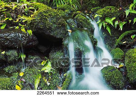 Hawaii, Maui, Iao Valley, Beautiful Lush Stream Flowing Over Mossy Rocks. View Large Photo Image Stock Image - Hawaii, Maui, Iao Valley, Beautiful Lush Stream Flowing Over Mossy Rocks.. Fotosearch