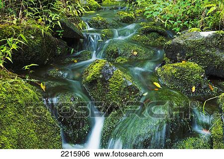 Hawaii, Maui, Iao Valley, Beautiful lush stream flowing over mossy rocks. View Large Photo Image Stock Photograph - Hawaii, Maui, Iao Valley, Beautiful lush stream flowing over mossy rocks.. Fotosearch
