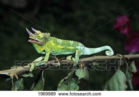 Hawaii, Maui, Jackson's Chameleon Gripping Branch, Mismatched Tail Color. View Large Photo Image Stock Photo - Hawaii, Maui, Jackson's Chameleon Gripping Branch, Mismatched Tail Color.. Fotosearch