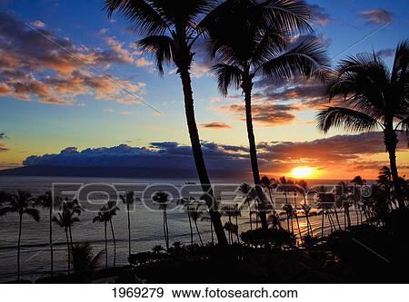 Hawaii, Maui, Kaanapali Beach, Sunset With Beach And Palm Trees. View Large Photo Image Stock Photo - Hawaii, Maui, Kaanapali Beach, Sunset With Beach And Palm Trees.. Fotosearch