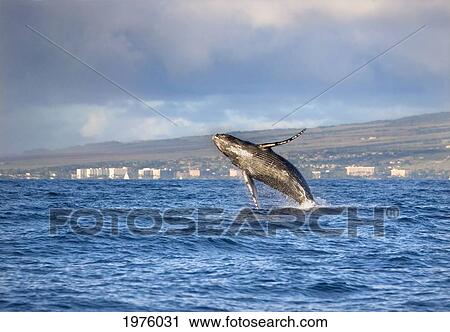 Stock Image - Hawaii, Maui, Kaanapali, Humpback Whale Breaching With Island In The Background.. Fotosearch