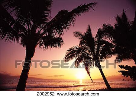Stock Image - Hawaii, Maui, Ka'anapali, Sunset With Palms Silhouetted, Golden Reflections On Ocean, Purple. Fotosearch
