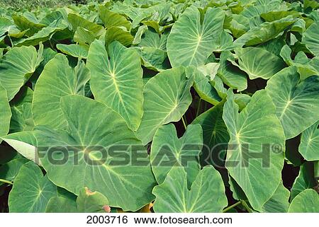 Stock Photograph - Hawaii, Maui, Kahakuloa, Taro Field Close-Up Of Large Leaves Agriculture. Fotosearch