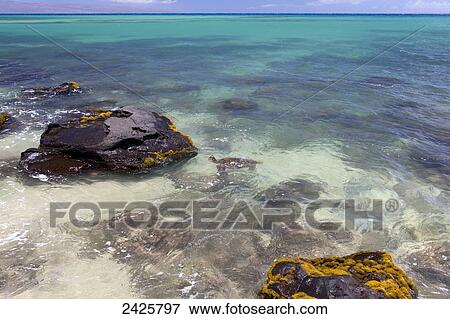 Hawaii, Maui, Kahana, A turtle swims among lava rock in clear water View Large Photo Image Stock Photo - Hawaii, Maui, Kahana, A turtle swims among lava rock in clear water. Fotosearch