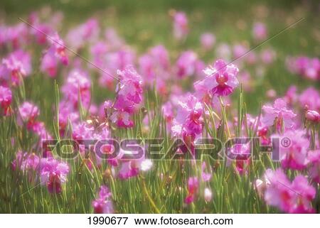 Hawaii, Maui, Kahului, Orchid Farm, Purple Flowers On Plant Outdoor Field Blurry Background Schenk Brothers Melia View Large Photo Image Stock Photo - Hawaii, Maui, Kahului, Orchid Farm, Purple Flowers On Plant Outdoor Field Blurry Background Schenk Brothers Melia. Fotosearch