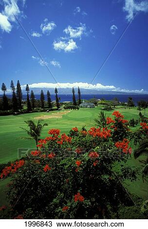 Stock Image - Hawaii, Maui, Kakapalua Golf Club Plantation Course. Fotosearch