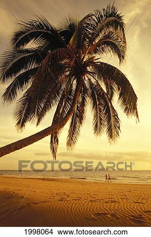 Picture - Hawaii, Maui, Kamaole Beach, At Sunset, Two Women Walk Along Shoreline Distance, Palm Tree Foreground. Fotosearch