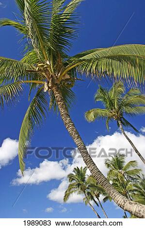 Stock Image - Hawaii, Maui, Kamaole Beach, Palm Trees Against Blue Sky And Clouds. Fotosearch
