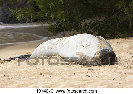 Hawaii, Maui, Kapalua Bay, Monk Seal Resting On The Beach, Endangered And Endemic Monachus Schauinslandi. View Large Photo Image Stock Image - Hawaii, Maui, Kapalua Bay, Monk Seal Resting On The Beach, Endangered And Endemic Monachus Schauinslandi.. Fotosearch
