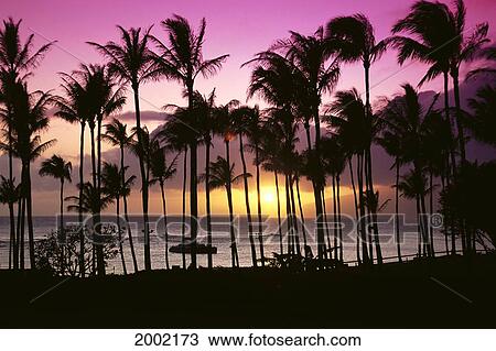 Stock Image - Hawaii, Maui, Kapalua Bay, Tropical Sunset, Palms Silhouette, Purple And Yellow Sky. Fotosearch