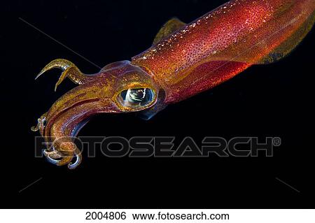 Hawaii. Maui, Kapalua, Close Up Of A Male Oval Squid During A Night Dive. View Large Photo Image Stock Photograph - Hawaii. Maui, Kapalua, Close Up Of A Male Oval Squid During A Night Dive.. Fotosearch