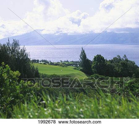 Stock Photo - Hawaii, Maui, Kapalua Golf Club, Plantation Course, Hole#6, Green Across Gulch, Ocean. Fotosearch
