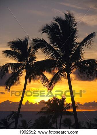 Stock Image - Hawaii, Maui, Kapalua, Palm Trees At Sunset.. Fotosearch