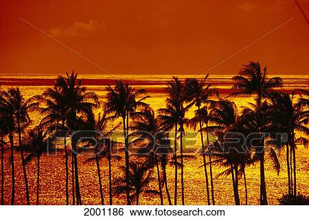 Hawaii, Maui, Kapalua, Palm Trees Silhouetted Along Ocean Golden Reflection Orange Sky Sunset View Large Photo Image Stock Photograph - Hawaii, Maui, Kapalua, Palm Trees Silhouetted Along Ocean Golden Reflection Orange Sky Sunset. Fotosearch