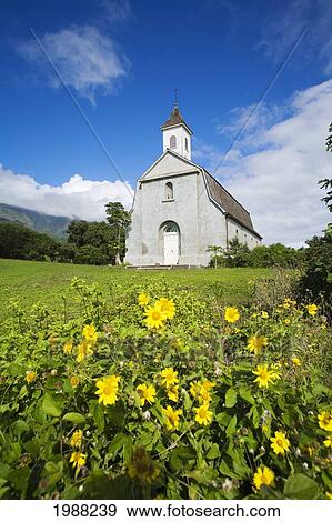 Hawaii, Maui, Kaupo, Old Church With Bright Yellow Flowers In Foreground View Large Photo Image Stock Photo - Hawaii, Maui, Kaupo, Old Church With Bright Yellow Flowers In Foreground. Fotosearch